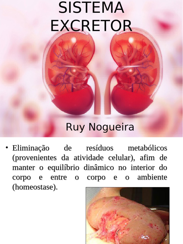 Funções e Anatomia do Sistema Excretor | PDF | Rim | Sistema urinário