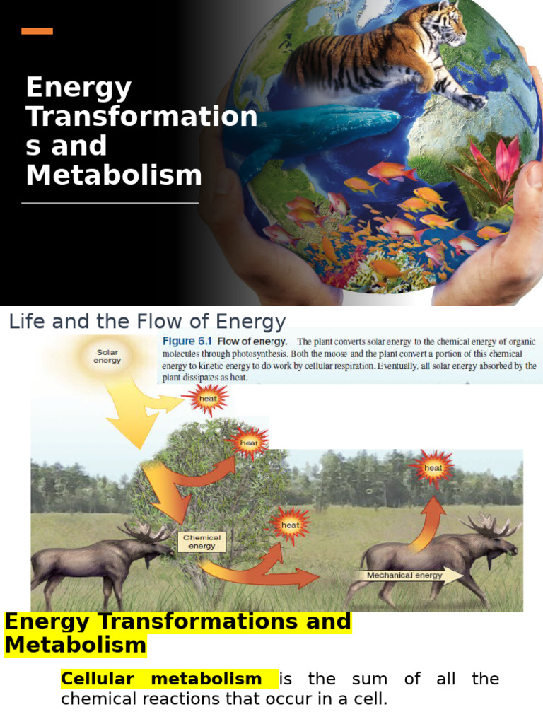 Energy Transformation and Metabolism Guide | PDF | Photosynthesis ...