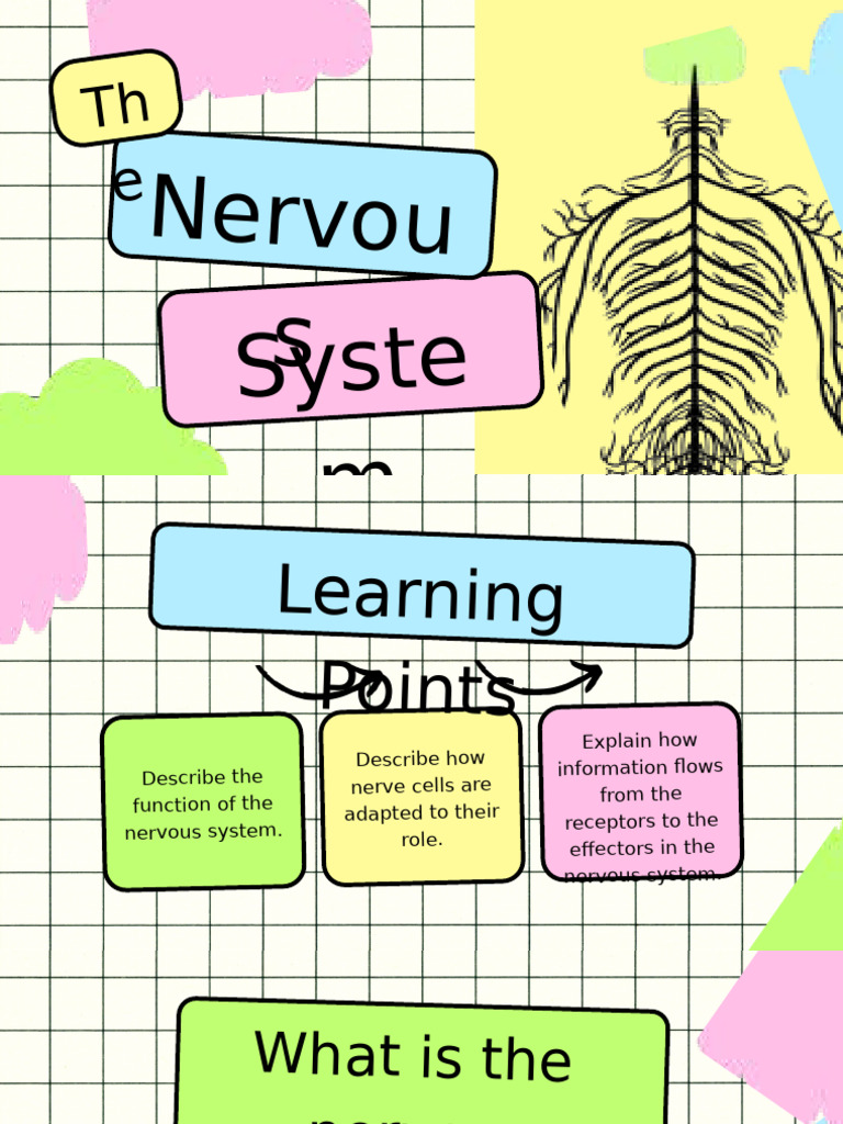 Nervous System Function and Structure | PDF | Neuron | Stimulus ...