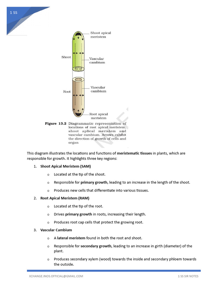 Plant Growth and Hormone Functions | PDF | Root | Germination