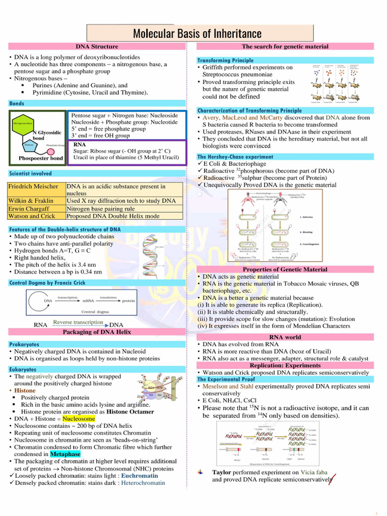 DNA Structure and Genetic Function Overview | PDF | Genetic Code | Dna