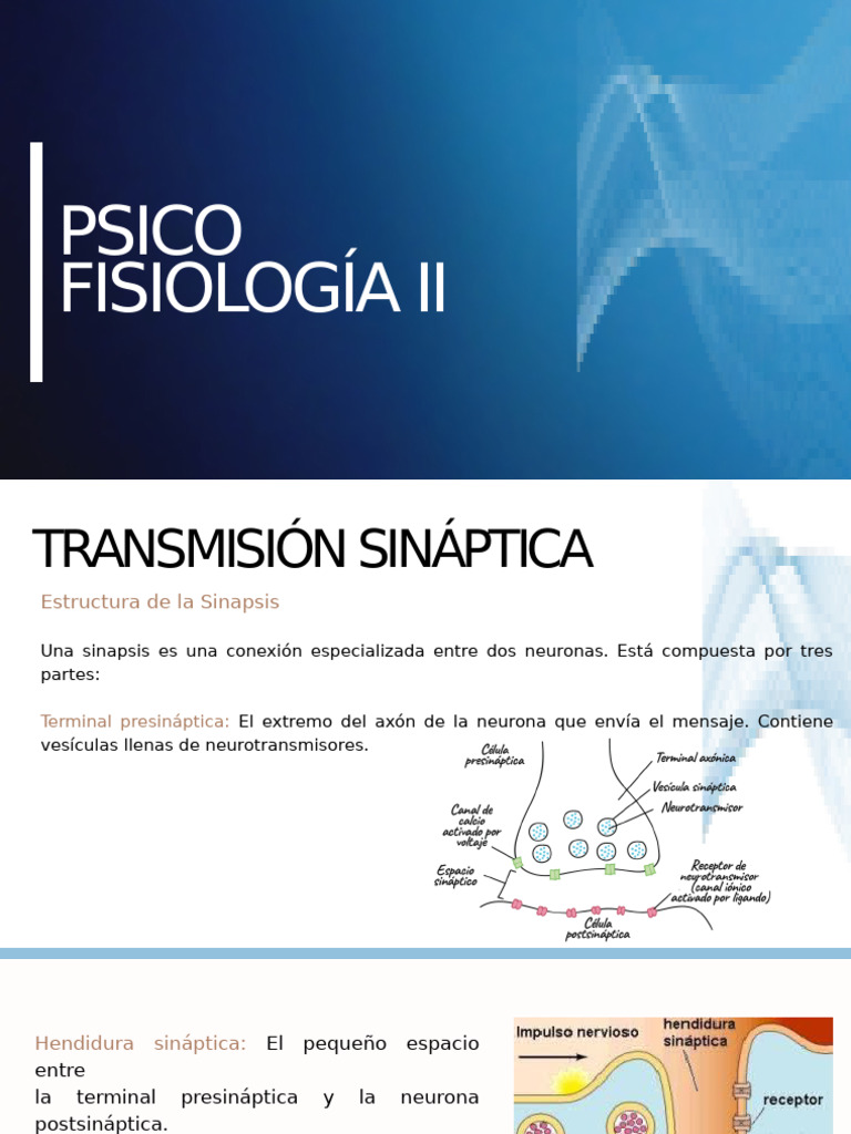Transmisión Sináptica y Respuestas | PDF | Sinapsis | Cerebro