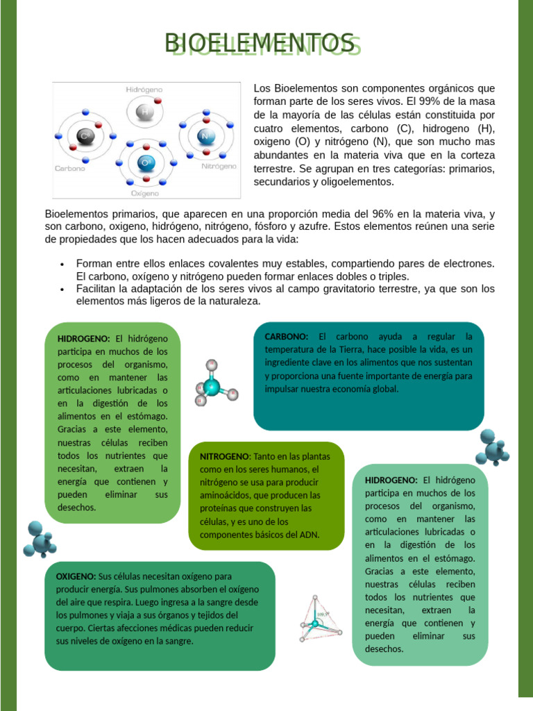 Dibujo de Bioelementos en el Cuerpo Humano | PDF | Oxígeno | Organismos
