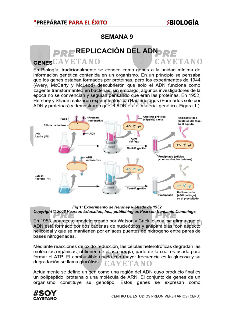 Replicación y Expresión del ADN | PDF | Codigo genetico | Adn