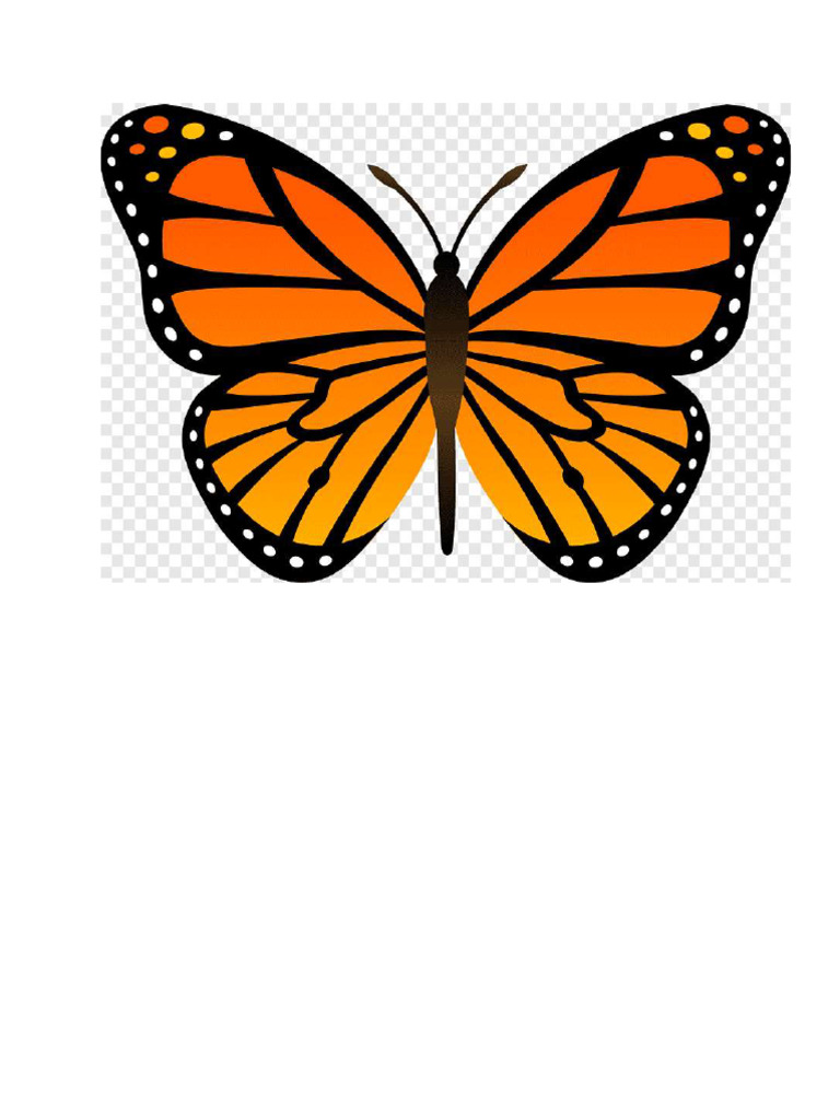 Butterfly visual data 5