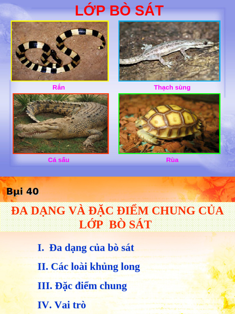 Bai 40 Da Dang Va Dac Diem Chung Cua Lop Bo Sat | PDF