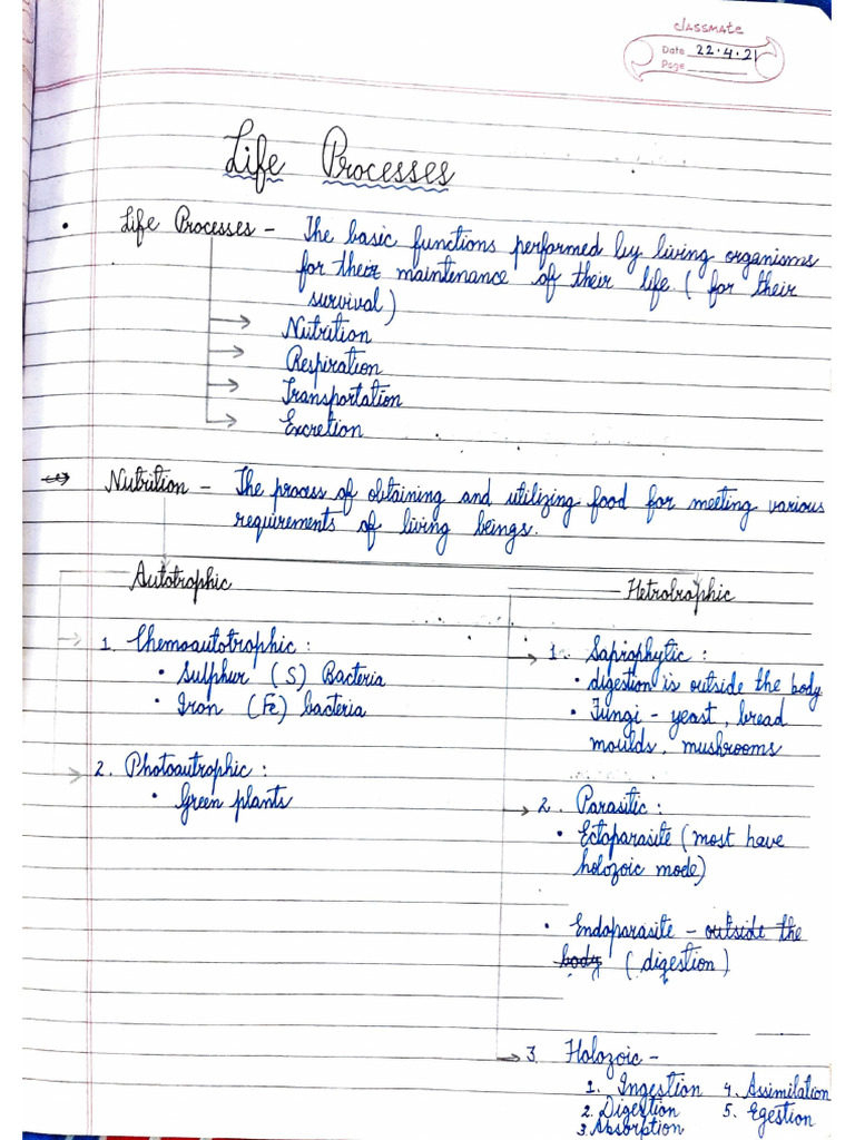 Life Processess Notes | PDF