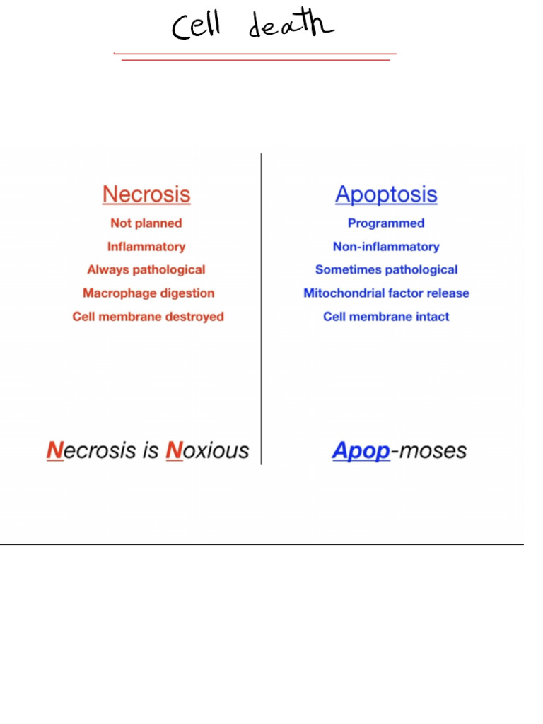 Necrosis and Apoptosis | PDF | Apoptosis | Cellular Processes