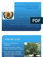 A) EL ÁRBOL DEL CHICLE