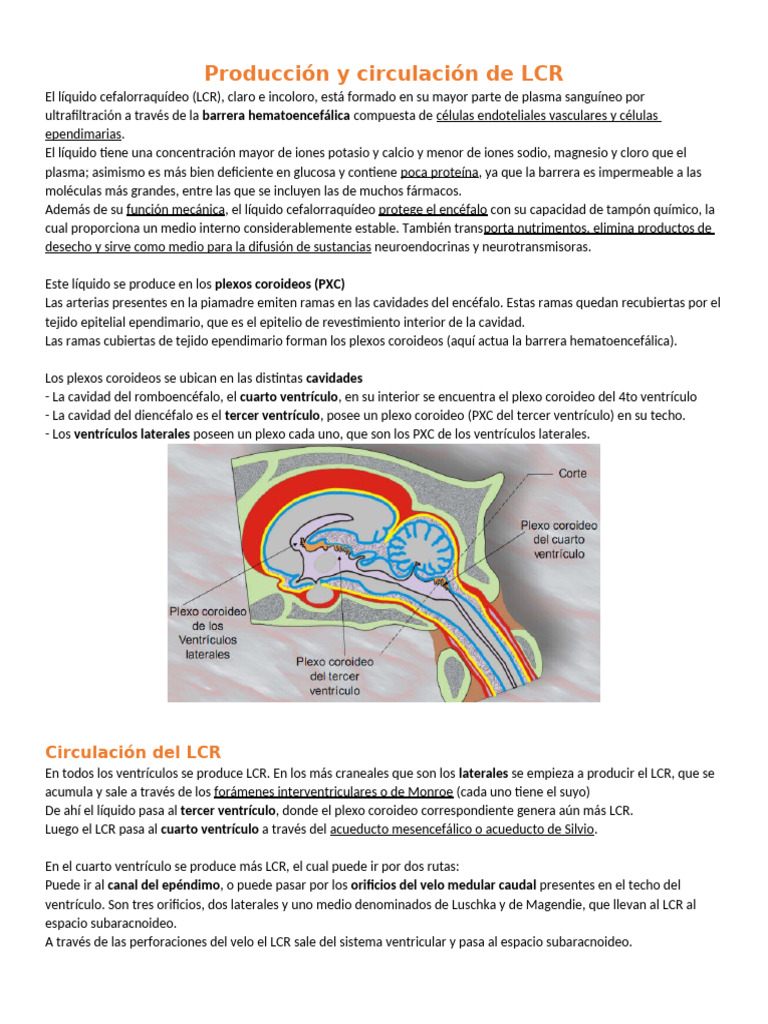 Producción y circulación del LCR | PDF | Fluido cerebroespinal ...