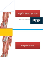 Anatomia de Miembro Superior :región Brazo y Codo