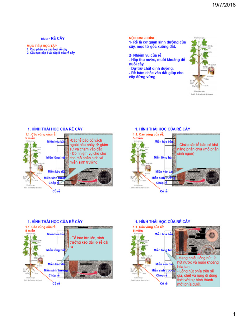 BÀI 4 - Rễ cây | PDF