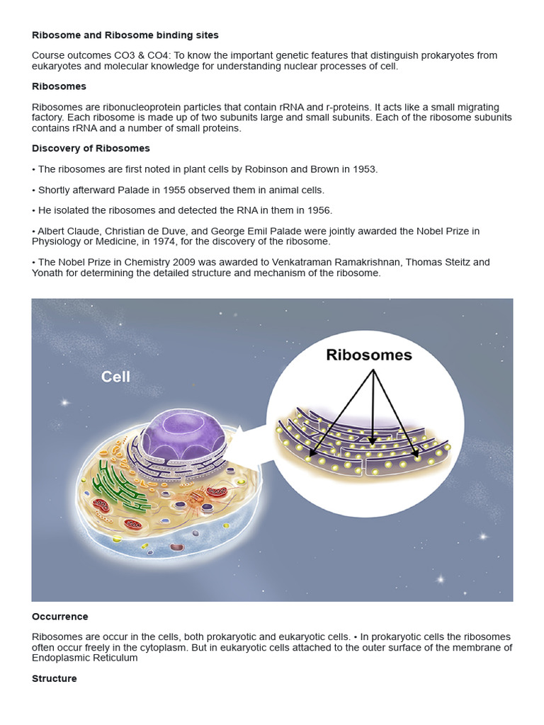 Ribosome Structure and Binding Sites | PDF | Ribosome | Ribosomal Rna