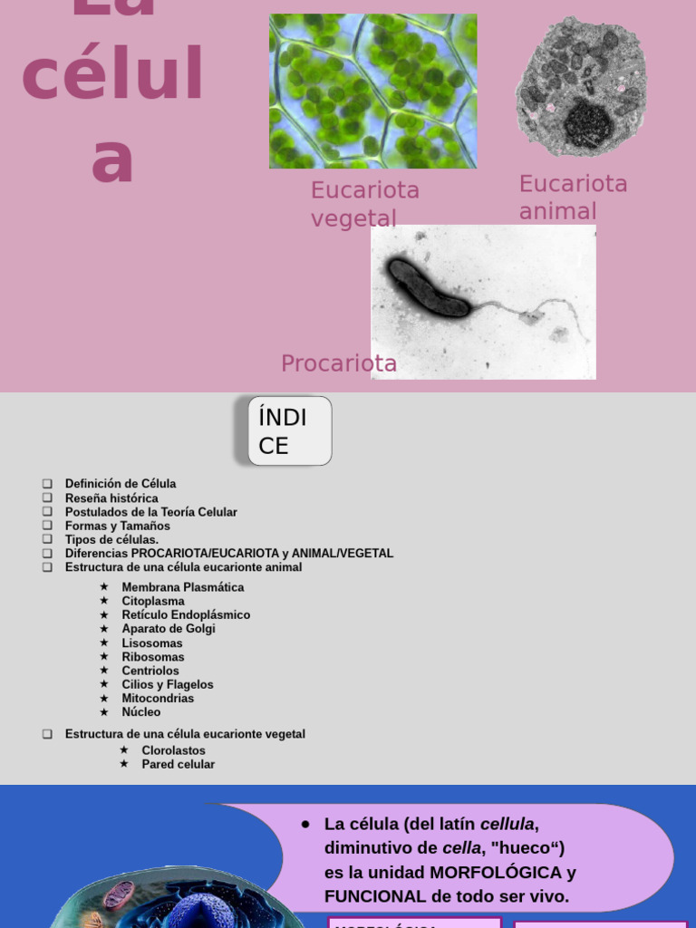 Teoría Celular y Tipos de Células | PDF | Citoplasma | Biología Celular)