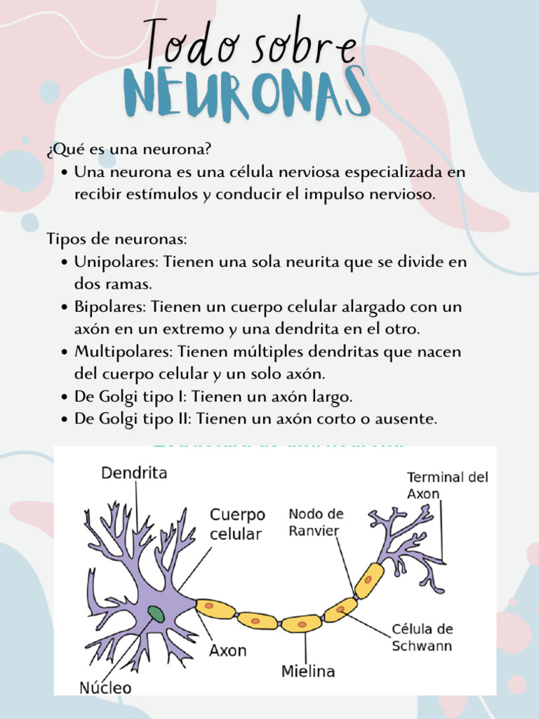 Tipos y funciones de las neuronas | PDF | Neurona | Cerebro