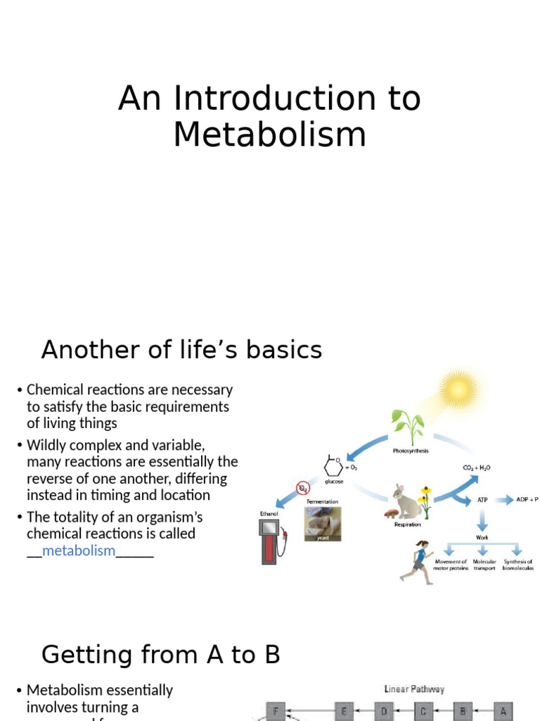 Understanding Metabolism and Energy | PDF | Enzyme | Gibbs Free Energy