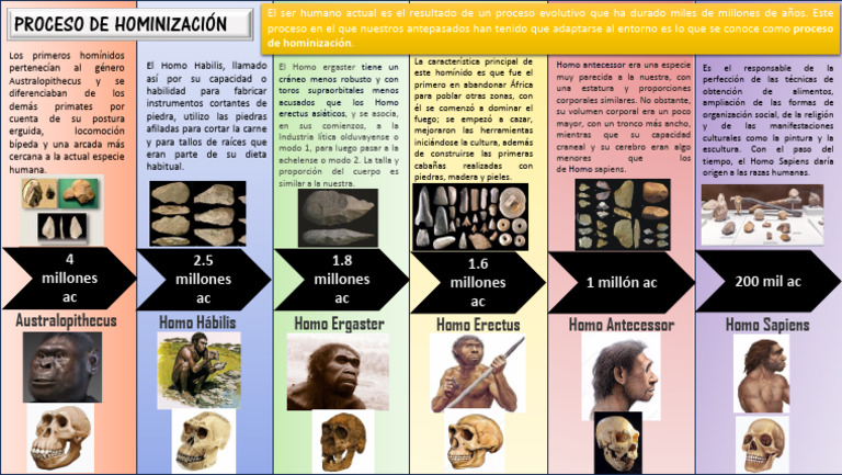 Hominización y evolución de Homo Sapiens | PDF | Homo | Evolución humana