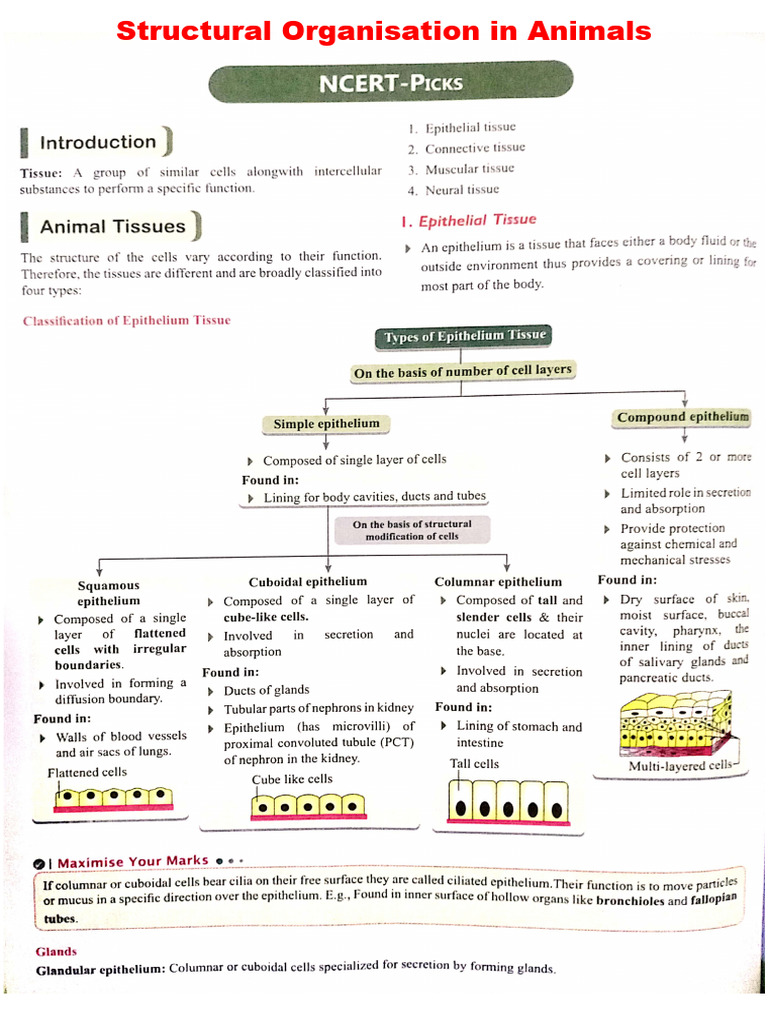 Animal Structural Organization Explained | PDF