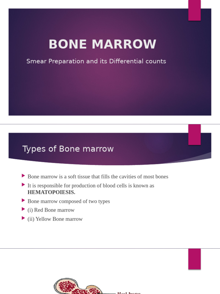 Bone Marrow: Types, Functions, and Disorders | PDF | Bone Marrow ...
