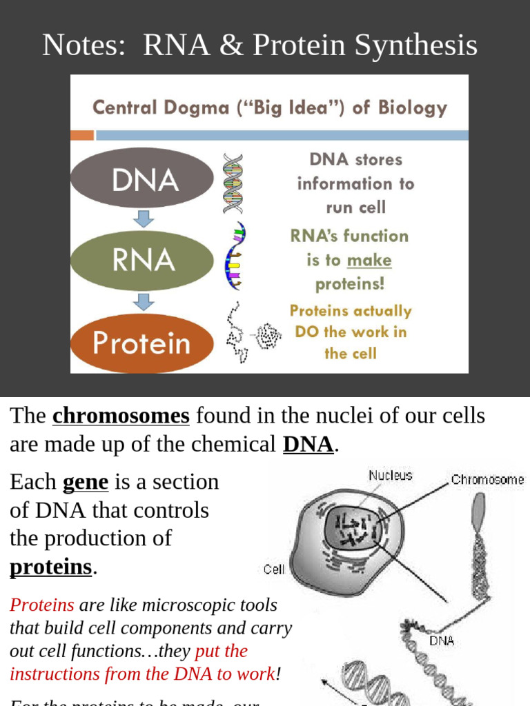 RNA and Protein Synthesis Overview | PDF | Translation (Biology) | Rna