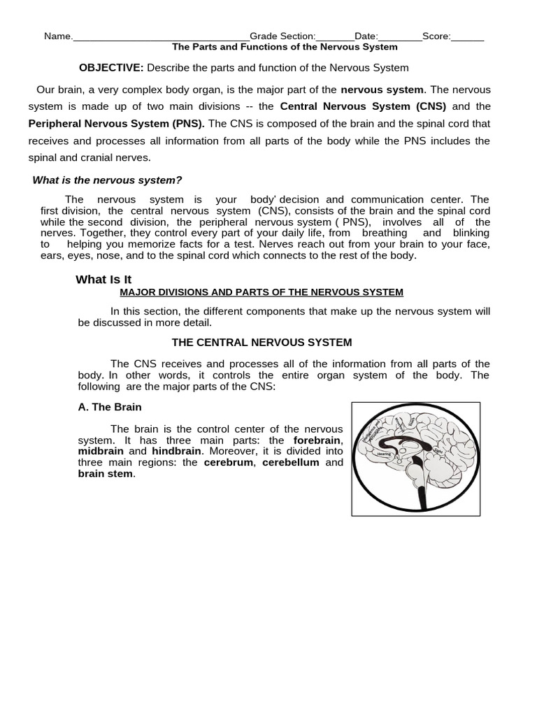 PArts and Function of The NErvous System | PDF | Central Nervous System ...