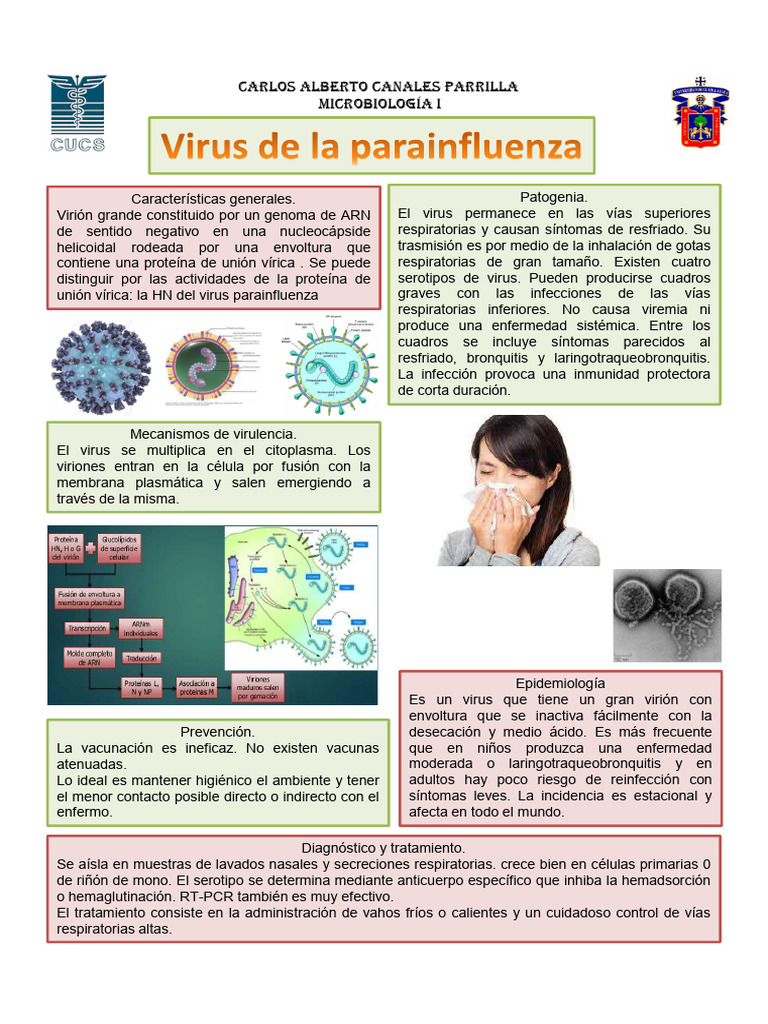 Virus Parainfluenza: Características y Tratamiento | PDF | Virus ...