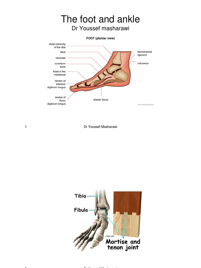 Foot and Ankle Anatomical Terms Of Motion Foot