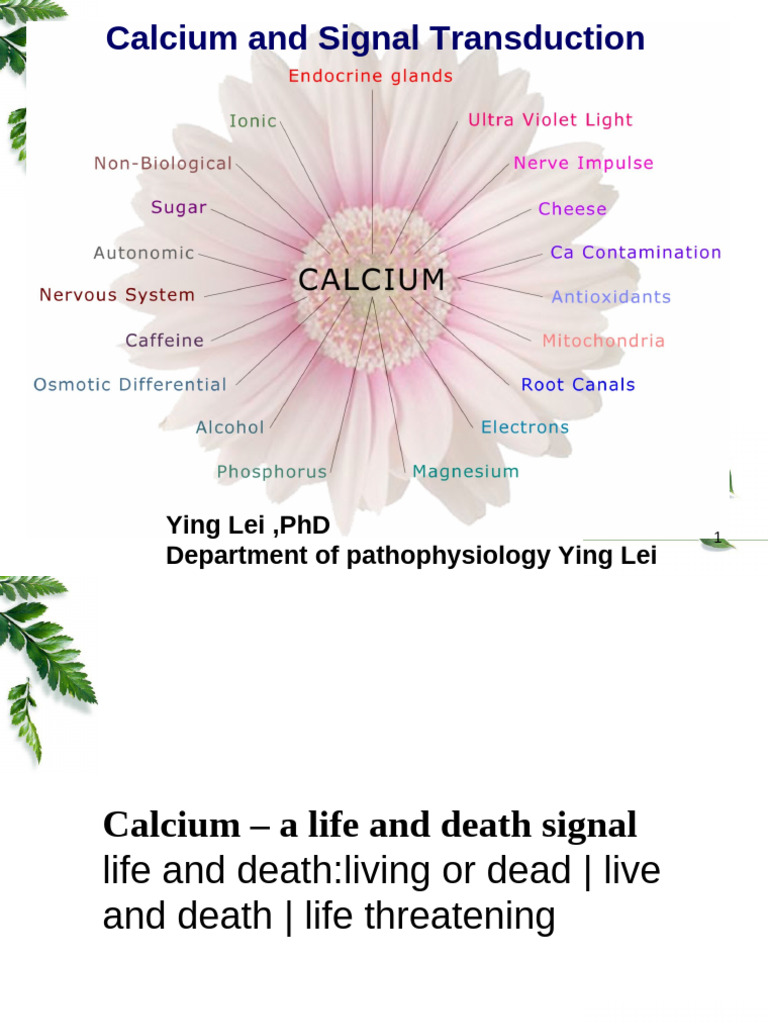 Calcium's Role in Cell Signaling | PDF | Calcium In Biology | Cell ...