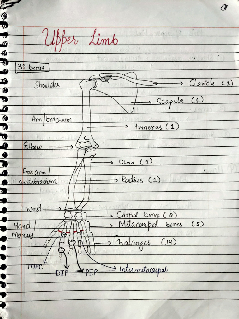 Upper Limb Osteoligy | PDF
