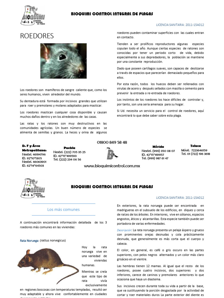 Control de Plagas: Roedores Comunes | PDF | Roedor | Zoología
