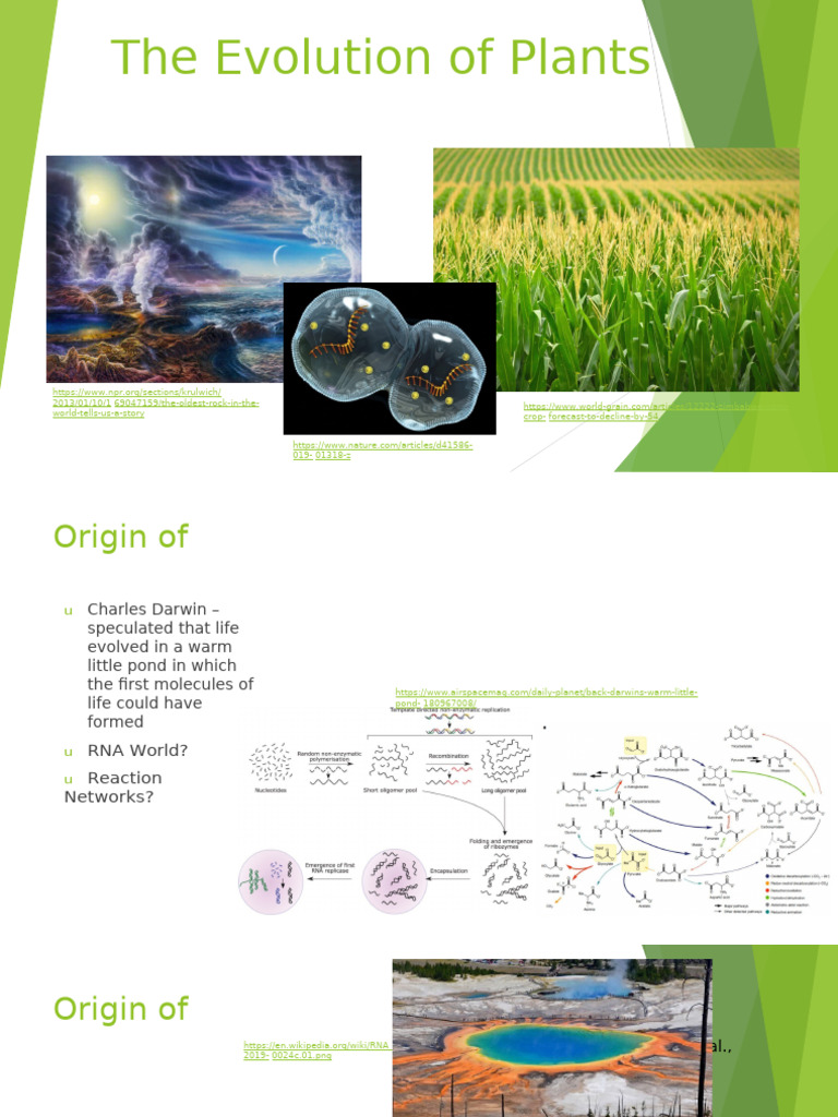 1.2 - Plant Evolution | PDF | Cyanobacteria | Photosynthesis