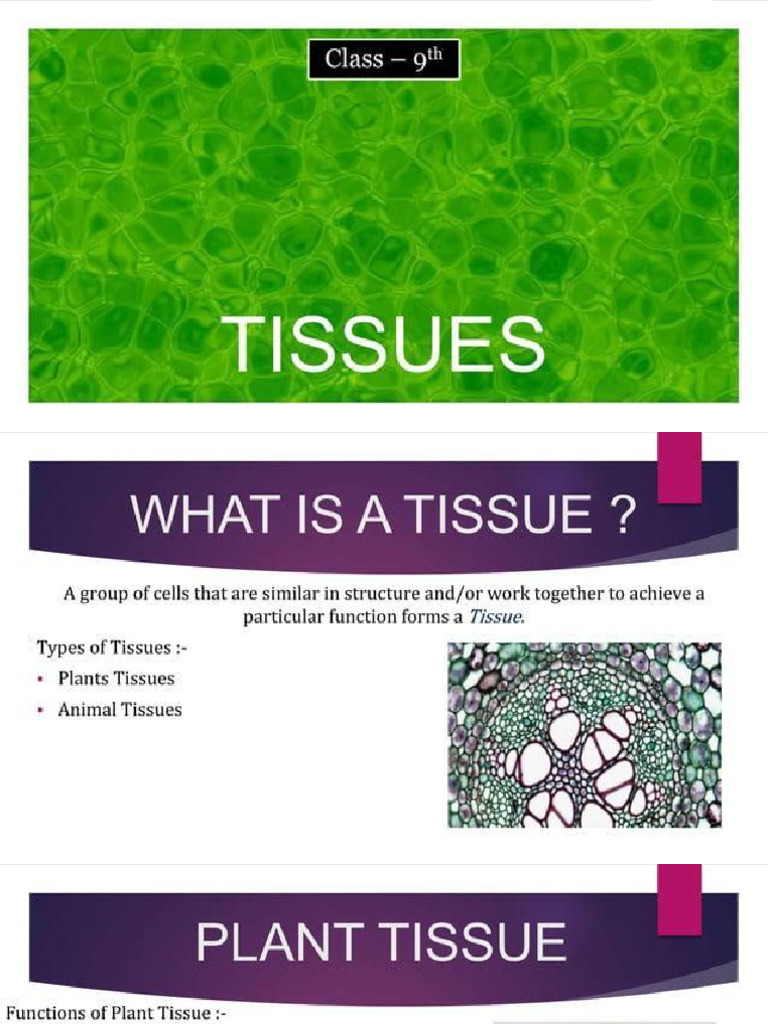 Tissues 9TH | PDF