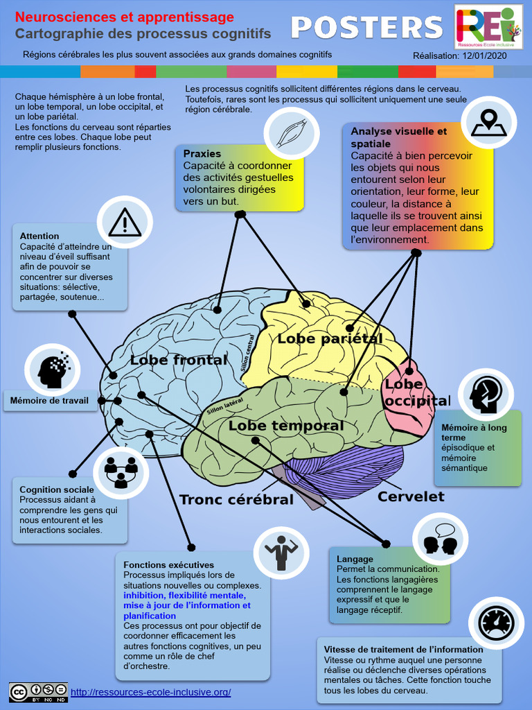 Fonctions exécutives et cognition humaine | PDF | Cerveau | Sciences ...