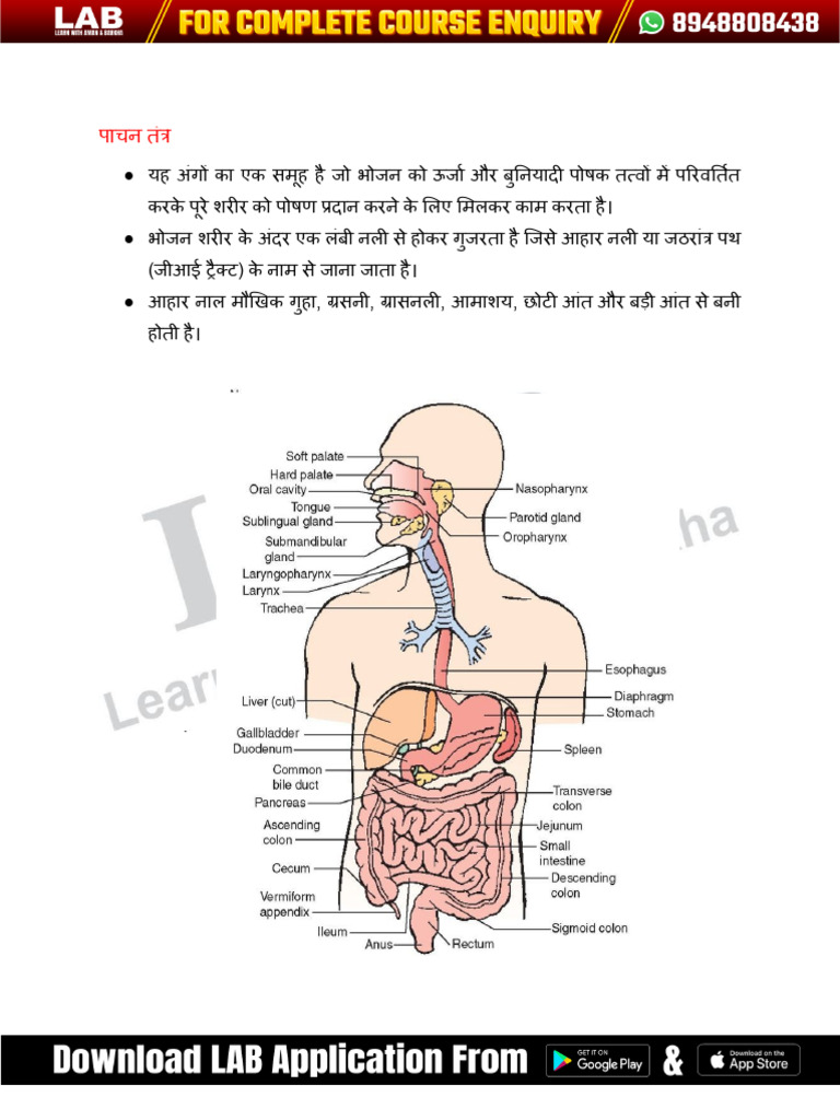 Digestive System | PDF