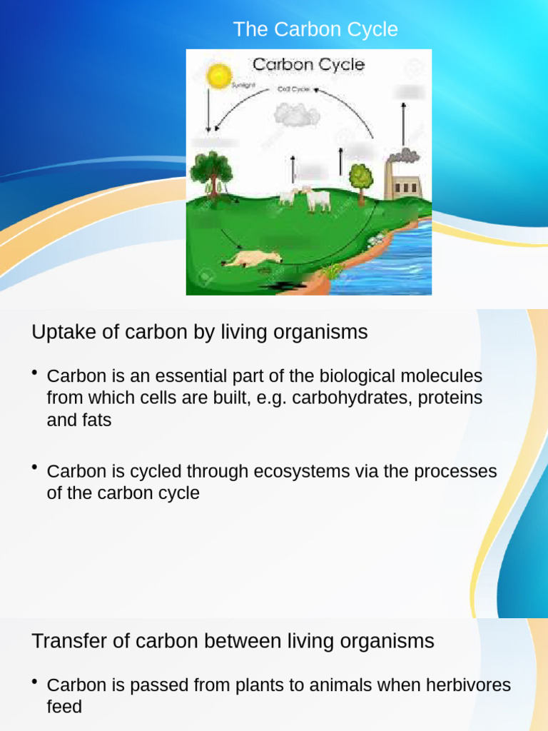 The Carbon Cycle | PDF
