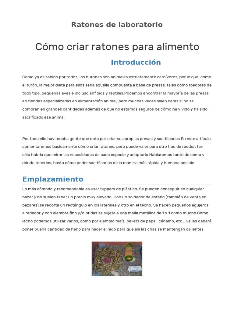 Cría de ratones para alimentación de hurones | PDF | Hembra