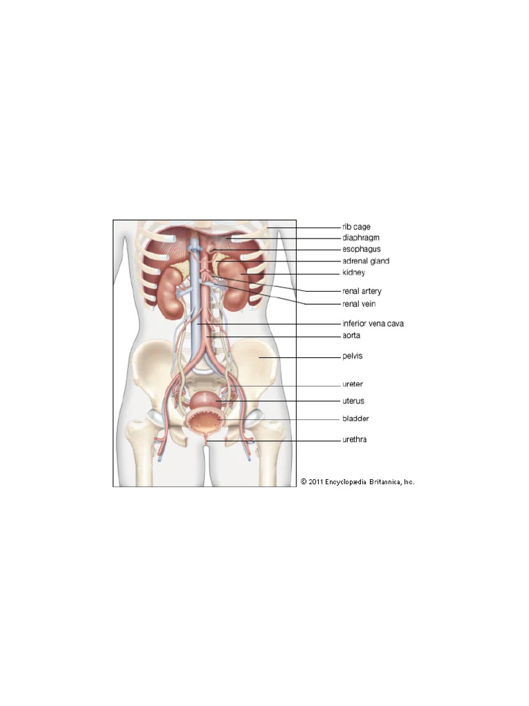 Urinary System | PDF