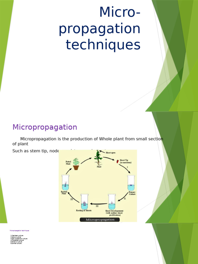 Micropropagation Techniques Overview | PDF | Biology | Plants