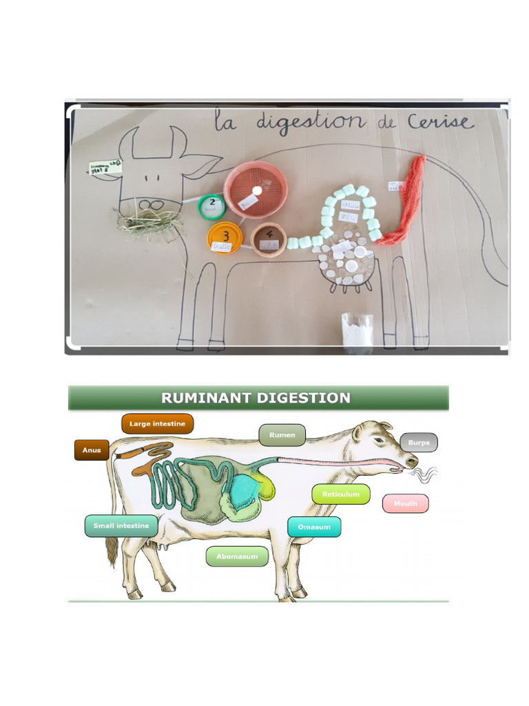 Ruminant Stomach Digestive Process Explained | PDF