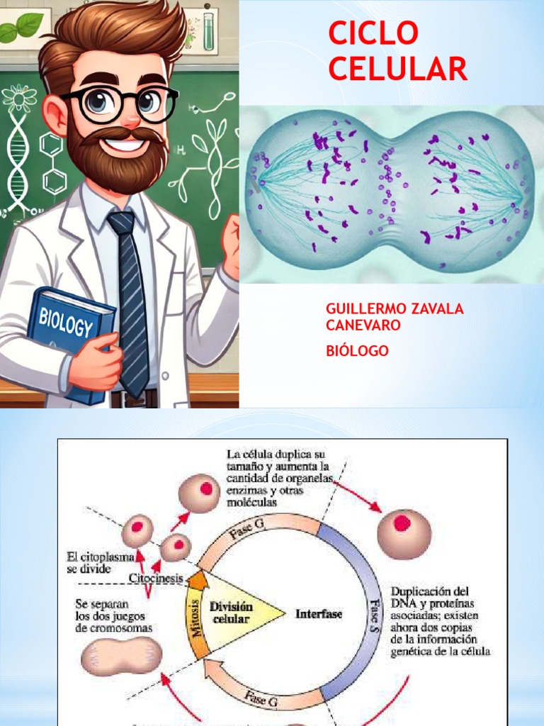 Fases y Control del Ciclo Celular | PDF | Mitosis | Cromosoma