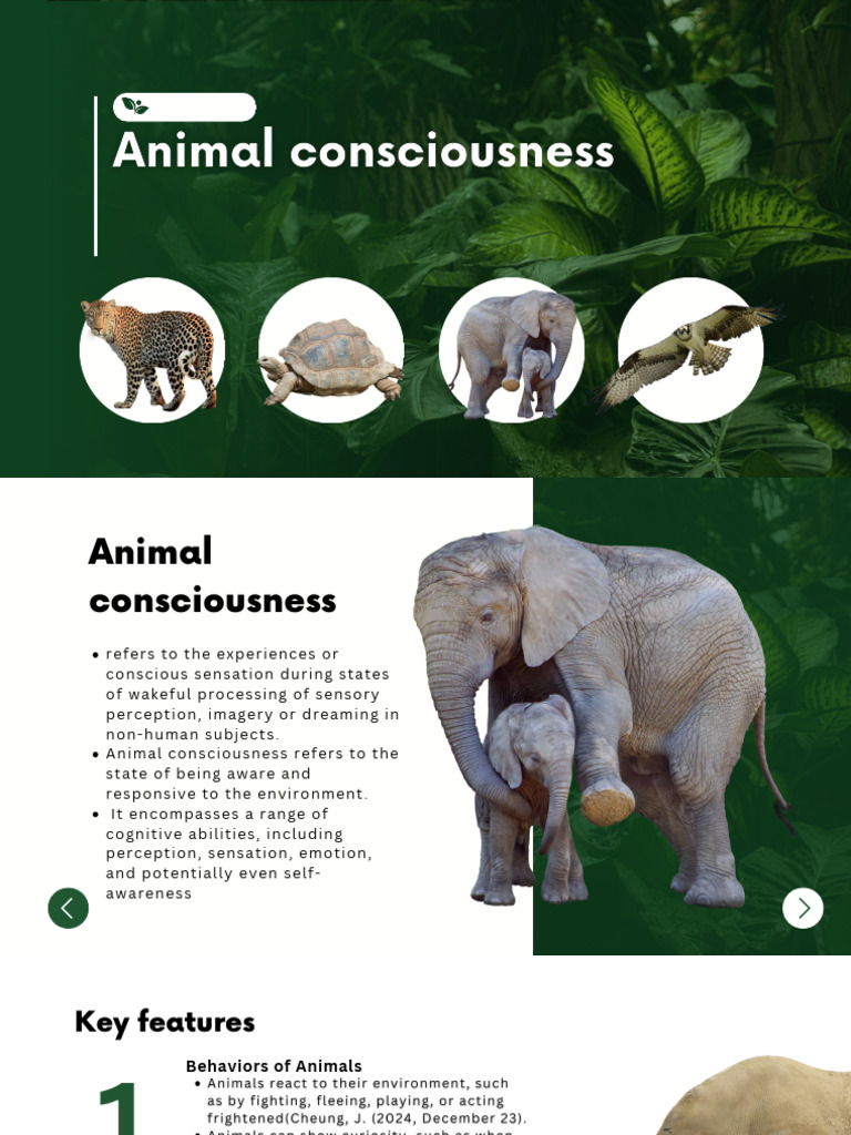 Understanding Animal Consciousness | PDF