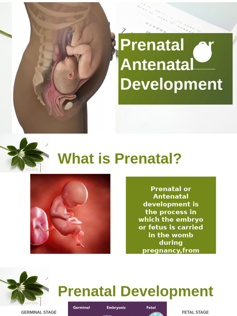 PRENATAL | PDF | Prenatal Development | Pregnancy