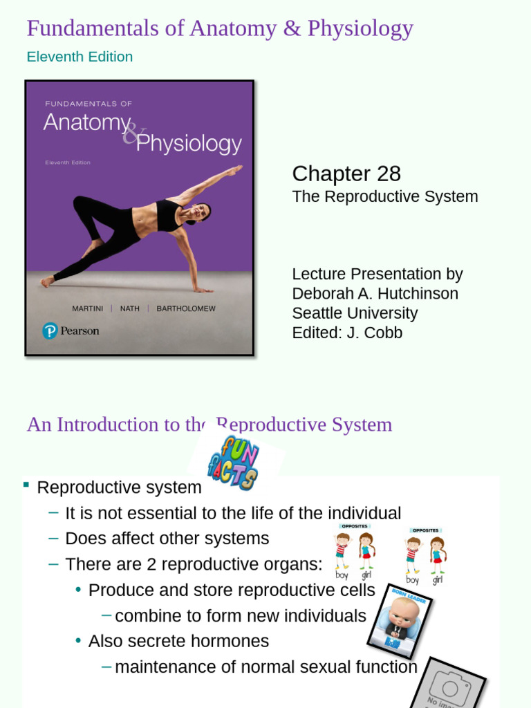 Female Reproductive System Overview | PDF | Menstrual Cycle ...