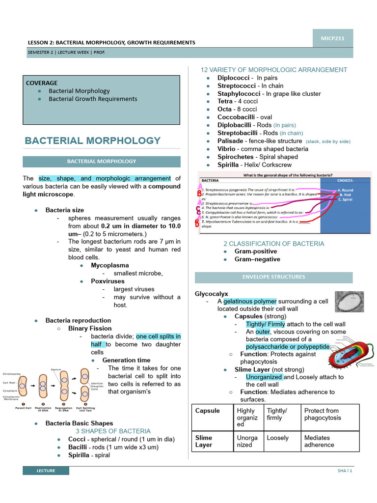 Bacterial Morphology and Growth Needs | PDF | Bacteria | Cell (Biology)
