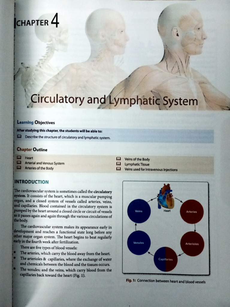 Circulatory and Lymphatic System Overview | PDF | Coronary Circulation ...