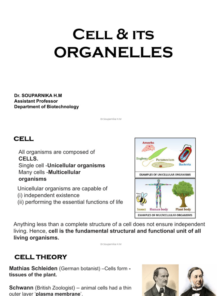 Understanding Cell Structure and Function | PDF | Endoplasmic Reticulum ...
