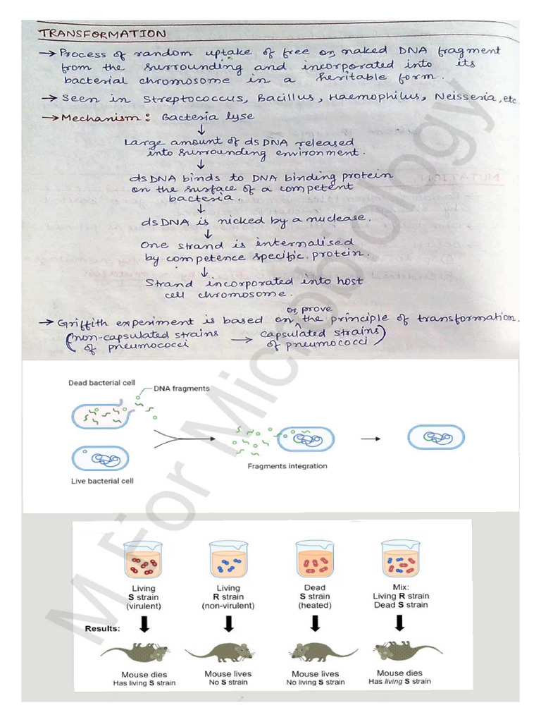 Transformation | PDF