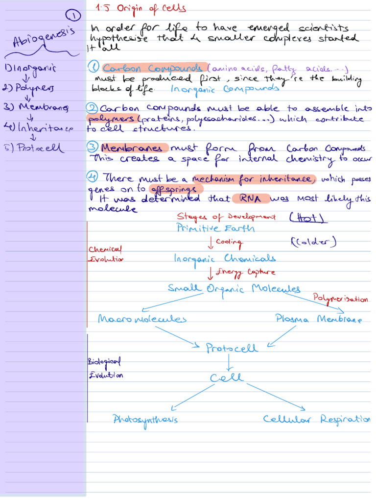 Cell Origin and Evolution Basics | PDF | Cell (Biology) | Mitosis