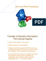 Transcription and RNA Processing