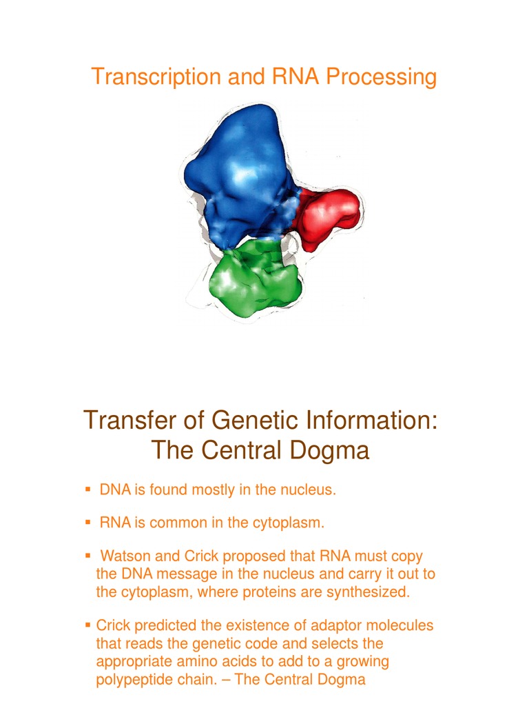 RNA Transcription and Processing Overview | PDF | Rna | Messenger Rna